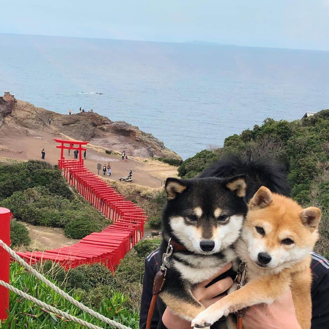 豆柴なつ&ふゆさんのインスタグラム写真 - (豆柴なつ&ふゆInstagram)「Memories of Yamaguchi😊💕  Travel around Japan by #tbt🌟  過去picで日本一周😊💕 山口・元乃隅神社🌟  #2020年 #山口#元乃隅稲成神社  #日本一周  #思い出#memory  #柴犬#shiba #shibainu #shibagram #shibamania #shibalovers #豆柴#shibalife #shibasofinstagram #CuteDogs #柴犬マニア #dogsofinstagram #dogoftheday #instadog #instashiba #instapet #いぬら部  #しばいぬ#犬バカ部 #shiba_snap #pecoいぬ部 #🐕📷#かわいい」2月16日 21時14分 - mameshiba.natsuinu56