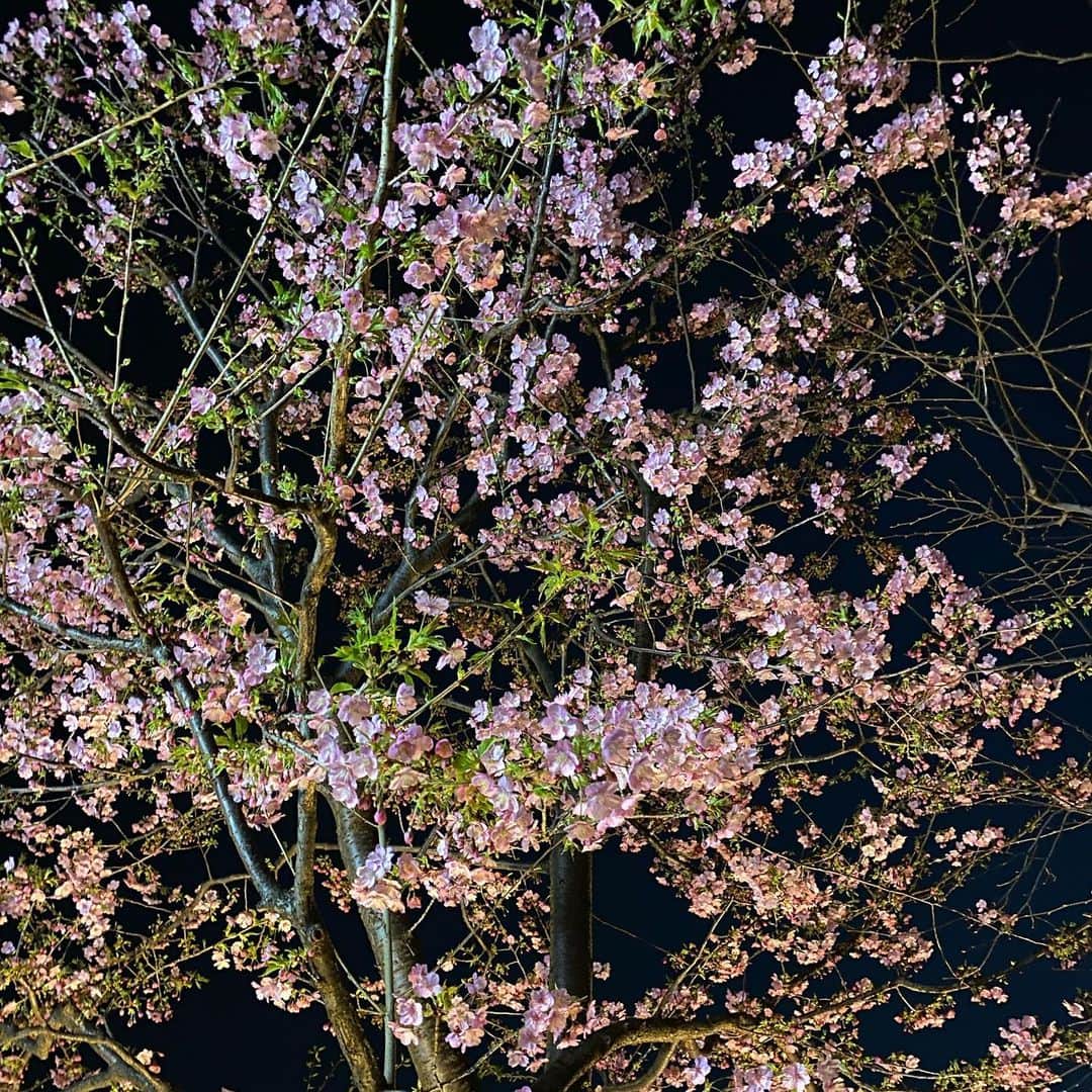 akkoさんのインスタグラム写真 - (akkoInstagram)「今日も空がキレイ💕と見上げてたら、ソメイヨシノの枝の先に、花びらのようなものがヒラヒラ〜✨✨✨ そして夜、犬たちとお散歩してたら、河津桜がこんなに咲いていて😍💖 春はもう目と鼻の先ですね❣️ #akko #akkostagram #mll #ちいさな幸せ」2月16日 21時20分 - mllakko