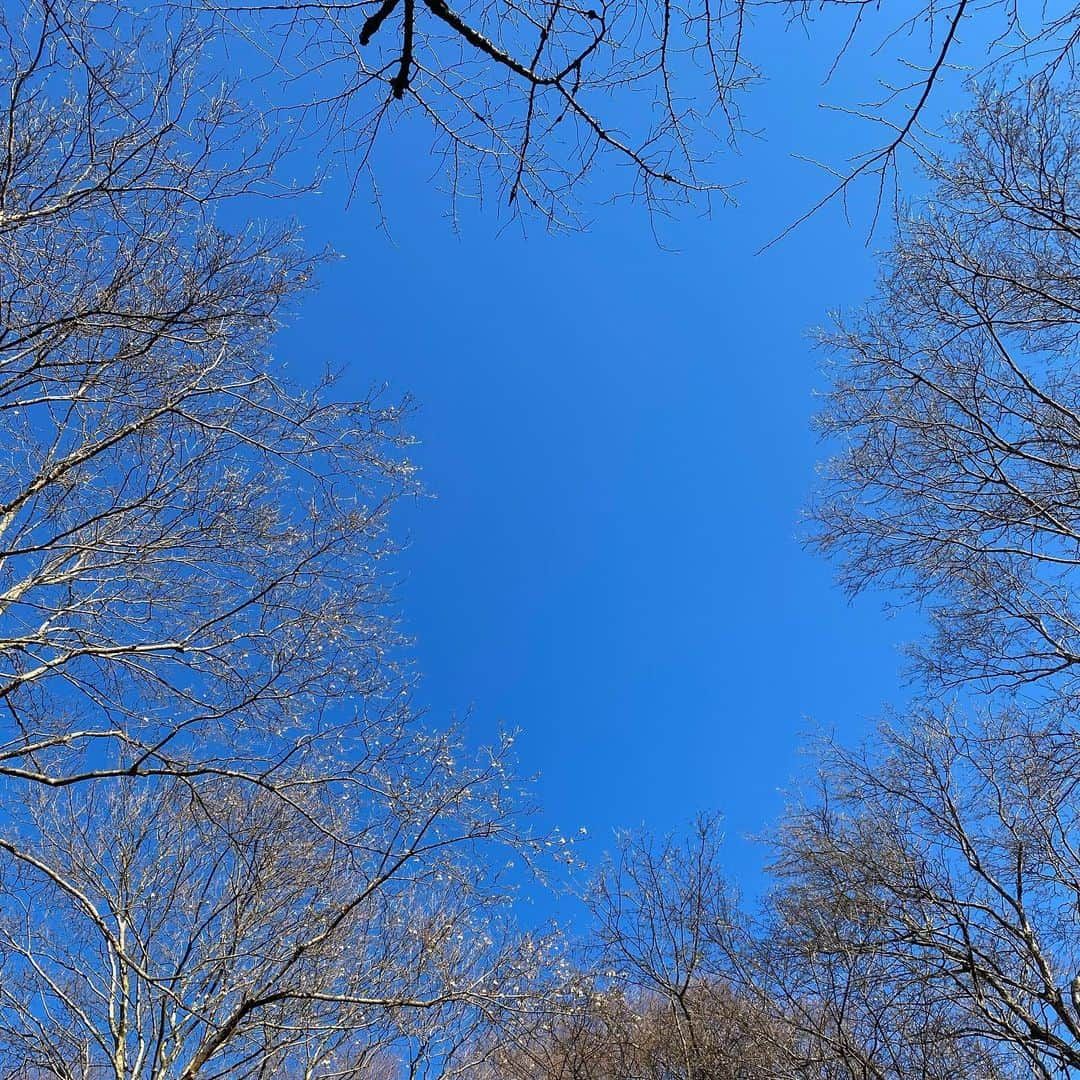 akkoのインスタグラム：「今日も空がキレイ💕と見上げてたら、ソメイヨシノの枝の先に、花びらのようなものがヒラヒラ〜✨✨✨ そして夜、犬たちとお散歩してたら、河津桜がこんなに咲いていて😍💖 春はもう目と鼻の先ですね❣️ #akko #akkostagram #mll #ちいさな幸せ」