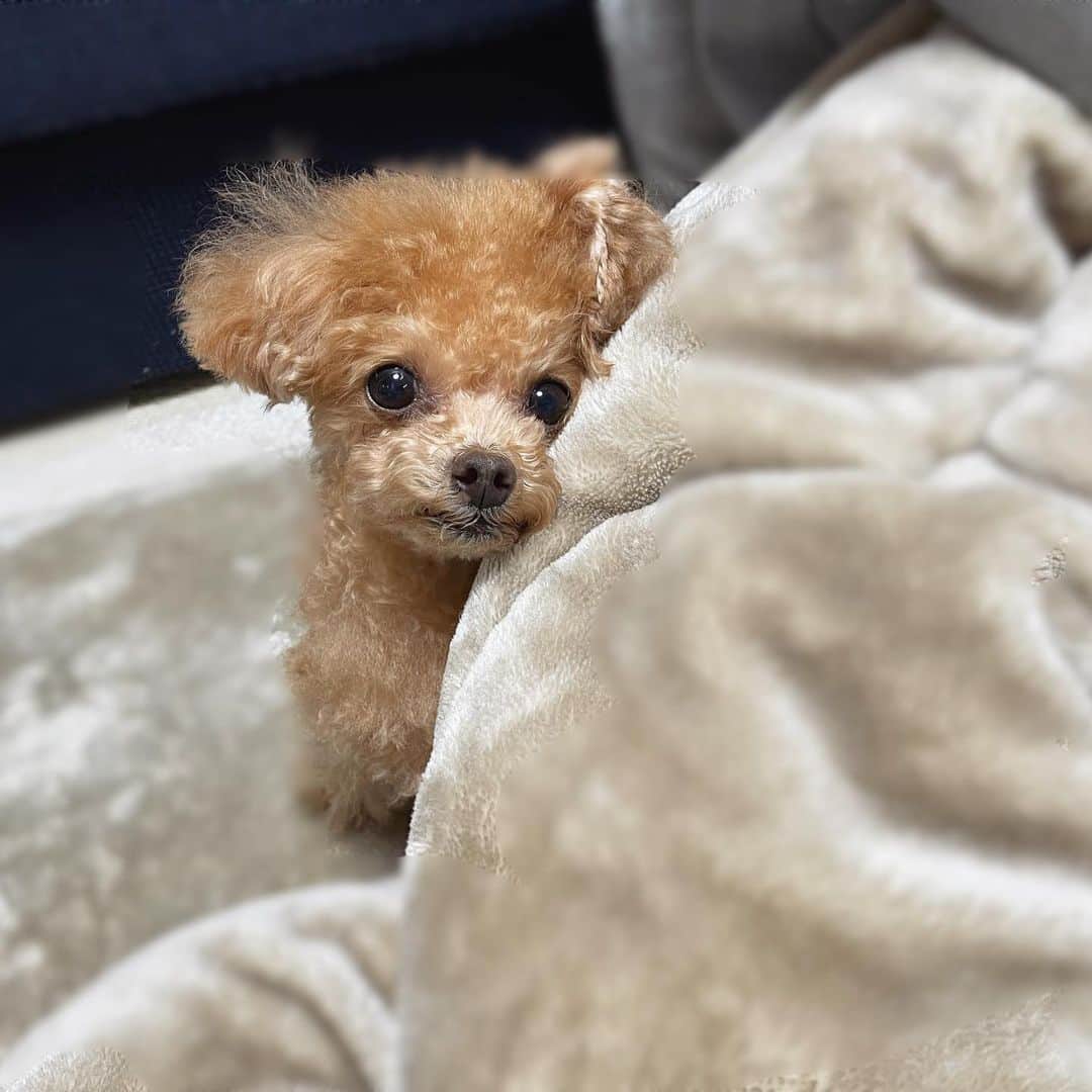 ふわのインスタグラム：「#toypoodle#toypoodlegram#dogsofinstagram#instadog#doglife#doglover#dog#fuwamama#ふわもこのふわ#ふわ#トイプードル#ふわもこ部#犬バカ部#親バカ部#犬のいる暮らし#いぬすたぐらむ#見られてた」