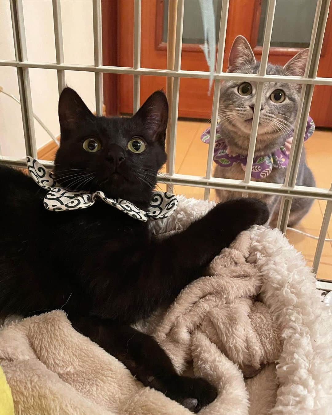 maimocotoのインスタグラム：「キコとまくろ❤︎お互い意識し合ってて可愛いカップルなの😻この2人がペアで同じお家へ行くっていうのも素敵だなぁなんて✨ #真っ黒なまくろ は私のふるおもちゃにじゃれてくれるようになりました。そして、調子に乗って抱っこまでさせてもらっちゃった！びっくりして固まってるだけかもだけど、これから毎日抱っこチャレンジしていきます♪キコは抱っこ好きだから寝ちゃうし、2人とも本当可愛いです😭 ＊ ＊ 『ボク、キコちゃんがそばにいるとドキドキしちゃうんだ❤︎』 ＊ ＊ #まくろの尻尾は扉が開けられそうなくらいギザギザの鍵しっぽ #2人とも家族募集中です #もちろん別々でもかまいません #血液検査陰性」