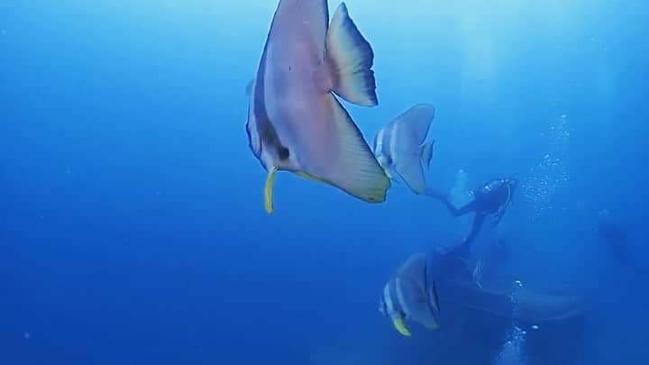 澤井玲未のインスタグラム：「こちらも宮古島ダイビング動画🧜🏽‍♀️  この大きい魚の名前は【ツバメウオ】といいます🐠 温暖な海域に生息する魚です🏖 かなり大きーい😵💦✨  この動画でわかるように宮古島はかなり透明度が高いです！ 後ろの沈船を探索しているダイバーもよく見えますね🤿笑  宮古島の海の中の魅力も発信できたらいいなあ🥰  〜サンゴは産卵後、石や岩に卵が着床して育ちます🥚🌈 目には見えないほどの小さなサンゴの赤ちゃんを守る為に、宮古島ではノータッチサンゴマナーをお願いしています〜  【ノータッチサンゴマナーとは？】 ①立たない ②歩かない ③蹴らない ④触れない ⑤餌付け禁止  @sdgs_miyakojima_okinawa  のフォローも是非してね💕  【いいね❤️コメント💭シェア】が審査基準になります、2/21までご協力お願いします🧜🏽‍♀️💜 #ノータッチサンゴマナー #notouchcoral #宮古島 #miyakojima #diving#divinginstructor#scubadiving#ダイビング#スキューバダイビング#ダイビングインストラクター#沖縄#okinawa#珊瑚礁#coral#ダイビング女子#ダイビング好きな人と繋がりたい #旅行#南国#海#夏#padi#沖縄好きな人と繋がりたい#海好きな人と繋がりたい#沖縄ダイビング #宮古島ダイビング#ダイビングモデル#小麦肌#underthesea#sdgs#沈没船」