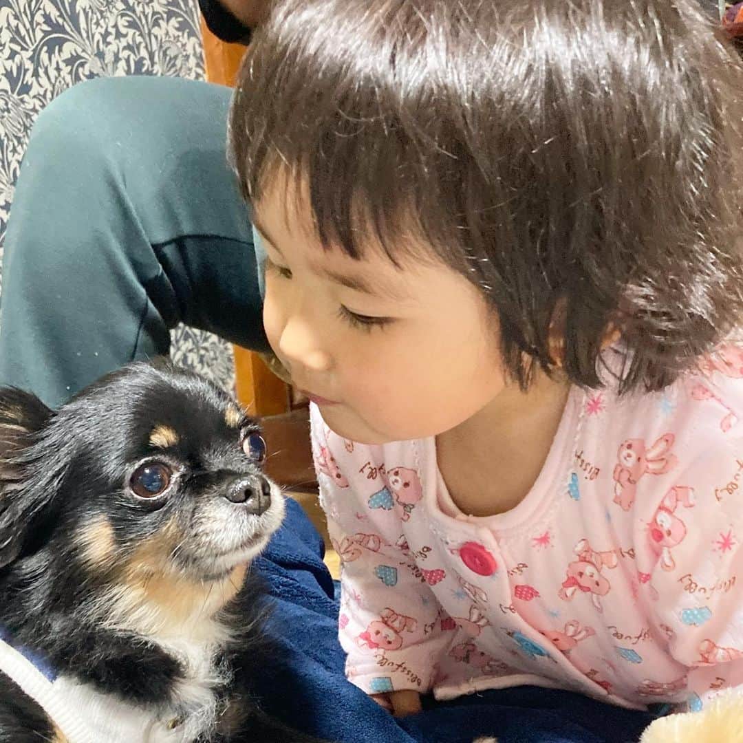 のインスタグラム：「実家のワンちゃんと仲良し😆チューしちゃった…🤣 #チワワ #ロングコートチワワ #仲良し #月ちゃん #かわばたくん #吉本芸人」