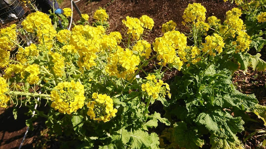 桜花のインスタグラム：「菜の花🌷✨✨✨  春を感じます✨  今日は事務所の後輩と一緒に、 配信番組ニコジョッキーの企画の動画を撮影してきました🌷  代々木公園。 自然を感じられていいなぁ🍀  のほほん、ほんわか、 少しずつ近づく春✨」