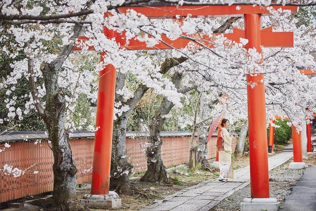 Najiiのインスタグラム：「Bloom - - 桜 - - #instagramjapan #tokyo_grapher  #tokyocameraclub #東京カメラ部 #mycanon #canonasia #lovers_nippon #pics_jp #visitjapanjp #unknownjapan #thediscoverer #sakura #cherrytree #blossom #桜 #eos #my_eos_photo  #kyoto #京都」
