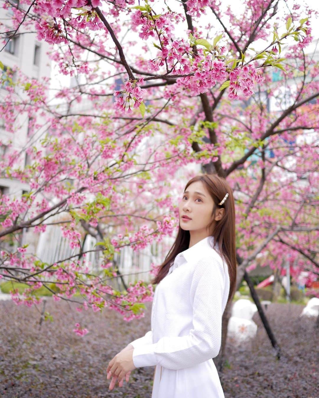 邱子芯（Mia）のインスタグラム：「春節賞櫻之必須🌸  #cherryblossom #さくら #桜」