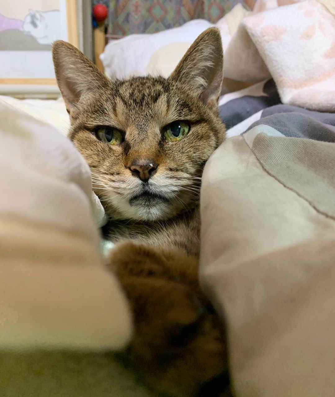 Kachimo Yoshimatsuのインスタグラム：「バーバはトイレに行ってます。 #うちの猫ら #cocoa #猫 #ねこ #cat #ネコ #catstagram #ネコ部 http://kachimo.exblog.jp」