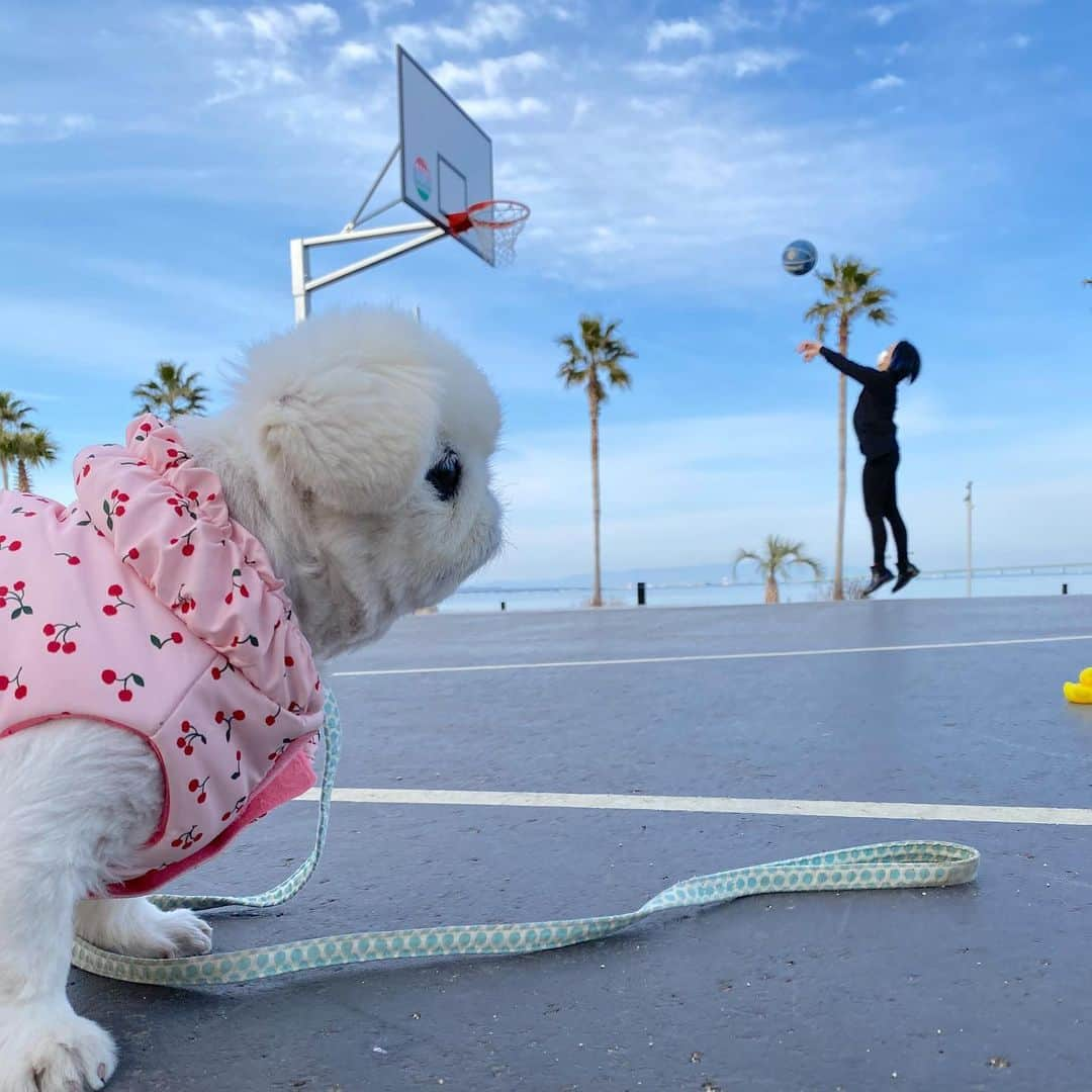 こなつさんのインスタグラム写真 - (こなつInstagram)「少し前の休日🐶💙👩🏻 地元に新しくできたお散歩コース🏀 ポカポカ陽気でいっぱい歩いて一緒にリフレッシュできました🌴✨🌈🐤🍒」2月16日 22時24分 - nattsxx