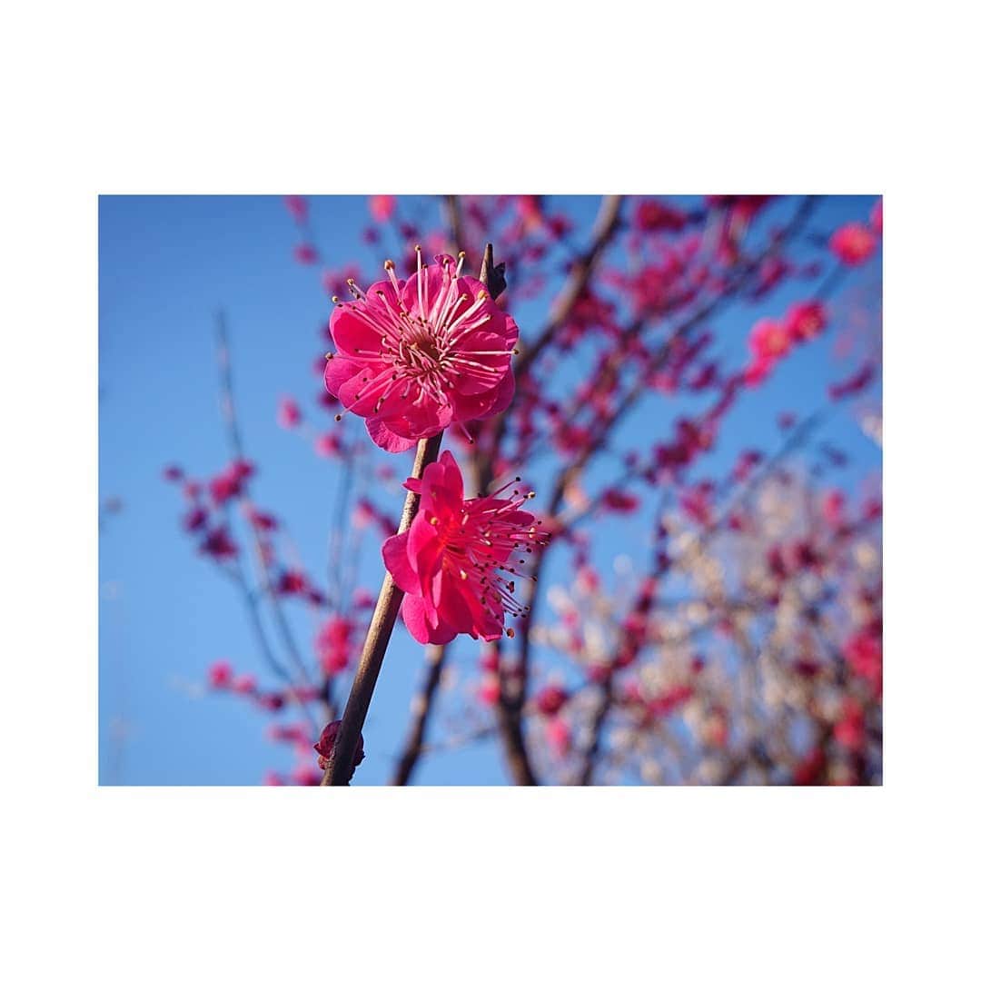 花村怜美のインスタグラム：「#梅 #うめ #梅花 #紅梅 #紅 #探梅 #花 #植物 #自然 #春 #ume #flower #flowers #flowerstagram #nature #plants #japan #spring」