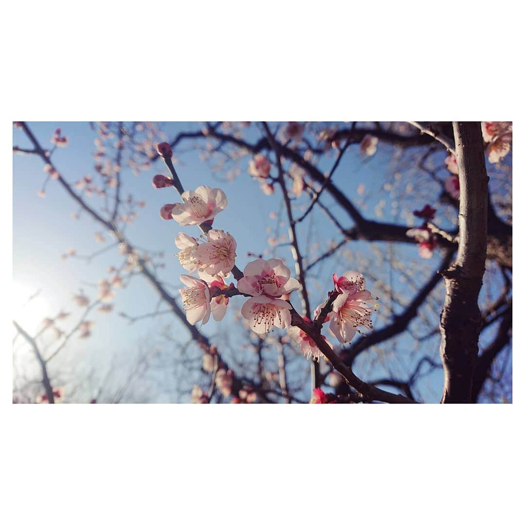 花村怜美のインスタグラム：「#梅 #うめ #梅花 #養老 #探梅 #花 #植物 #自然 #春 #ume #flower #flowers #flowerstagram #nature #plants #japan #spring」