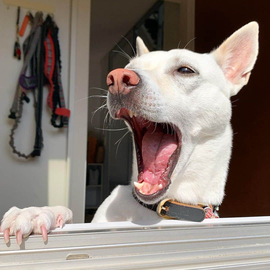 柴犬ハル&保護犬すずさんのインスタグラム写真 - (柴犬ハル&保護犬すずInstagram)「🐟🍣 . 『美味しい大トロはいかがですか？ すずの口の中には、 大トロが住んでいますよ〜』 . #まさかの大トロがご在宅でした🏠 #きっと君と生きてくんだね #ヤギの口の中には大トロがいる #大トロのトロは口の中でトロッとする事から命名されたそうでth . #柴犬#柴#kagoshima#dog#puppy#shibainu#shibastagram#いぬバカ部#family#鹿児島#赤柴#雑種#天文館#日本犬#保護犬を家族に#保護犬#元保護犬#姉妹#dogs#Kagoshima#動物#多頭飼い#多頭#寿司#大トロ」2月16日 22時30分 - haruharu040777