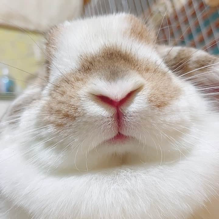 usagraphのインスタグラム：「寝落ちするお鼻様Y💤 ＊ ＊ ＊ #うさぎ　#rabbit #bunny #アニマル写真部　＃instabunnies #igersjp  #tokyocameraclub #東京カメラ部  #bunnystagram  #うさぎ部 #ホーランドロップ #hollandlop  #ファインダー越しの私の世界  #myfujilove  #今日もx日和　#cutepets」