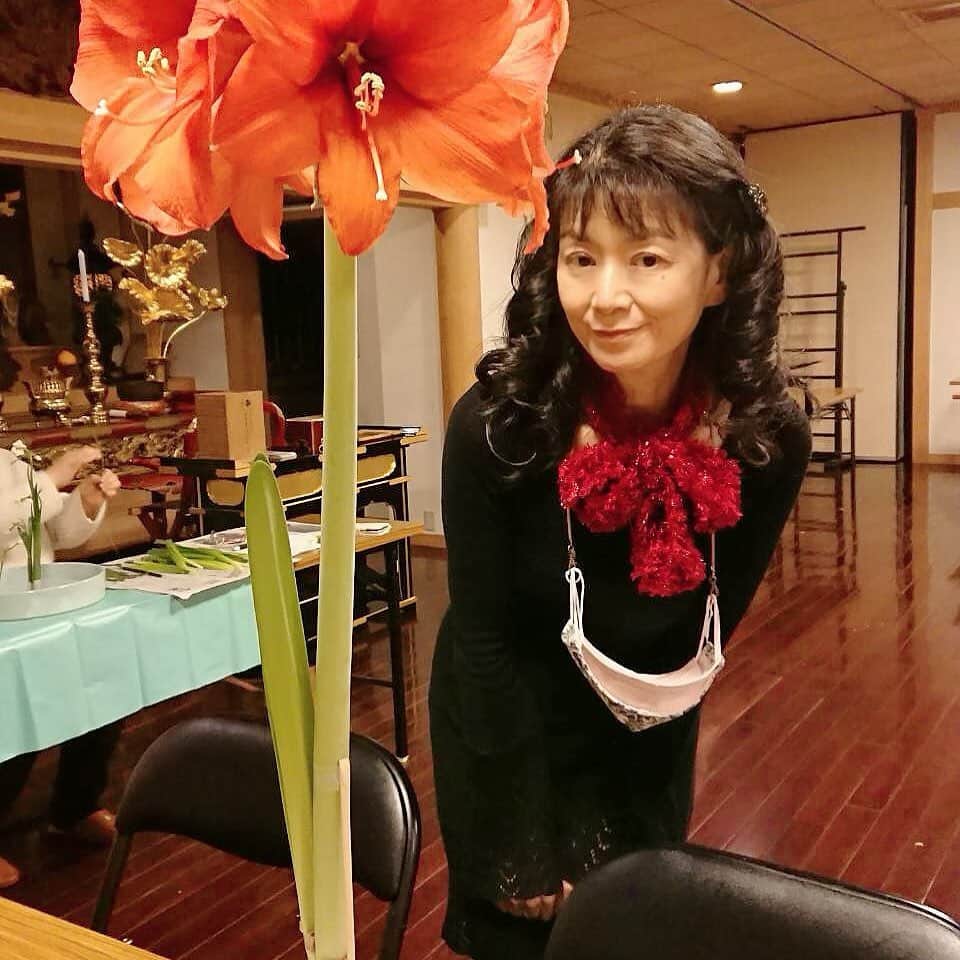 のインスタグラム：「池田釈迦院でのお花のお稽古のあと、こんなに大きなアマリリスを見せていただきました❣️ #あまりりす」