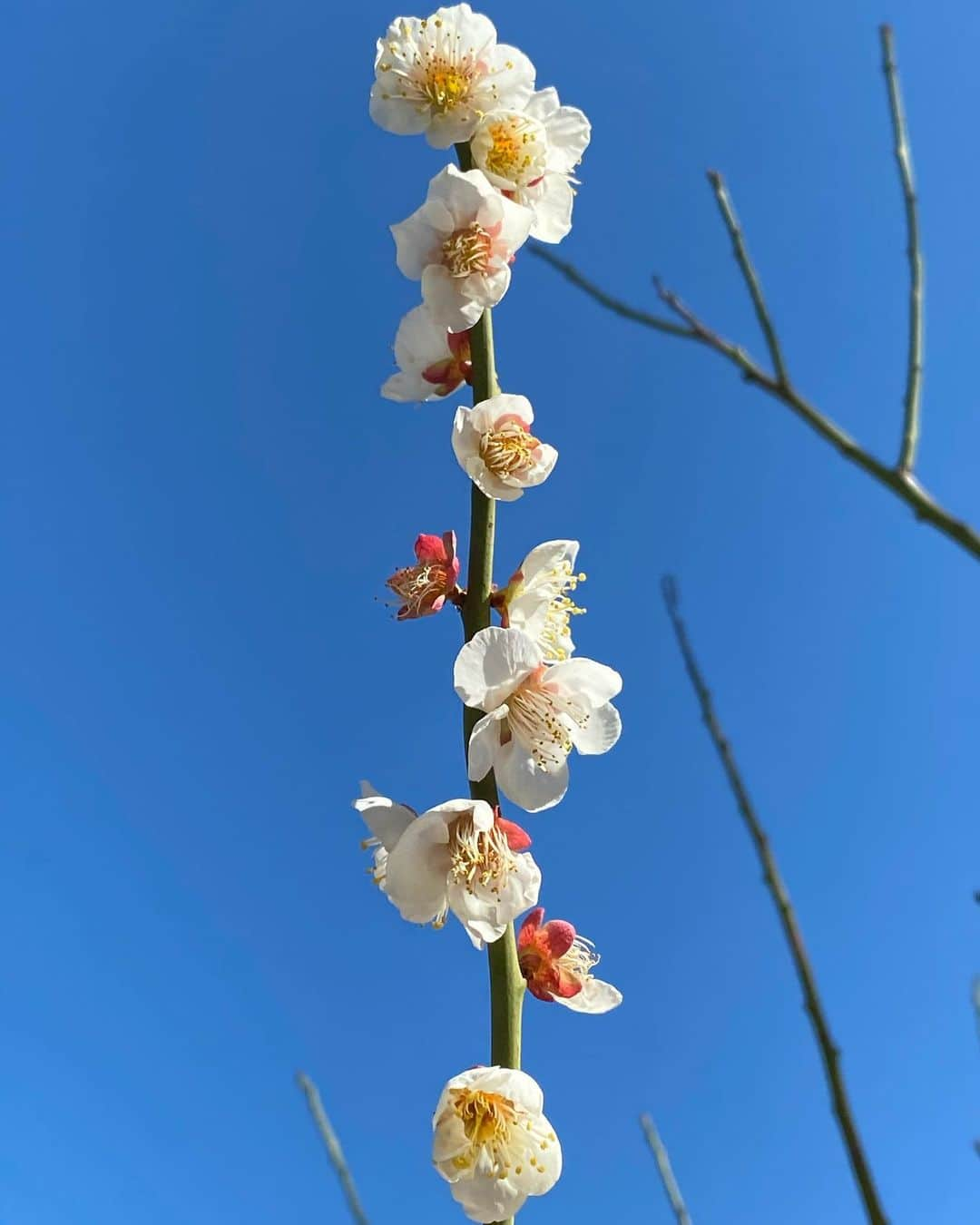 川田御早希のインスタグラム