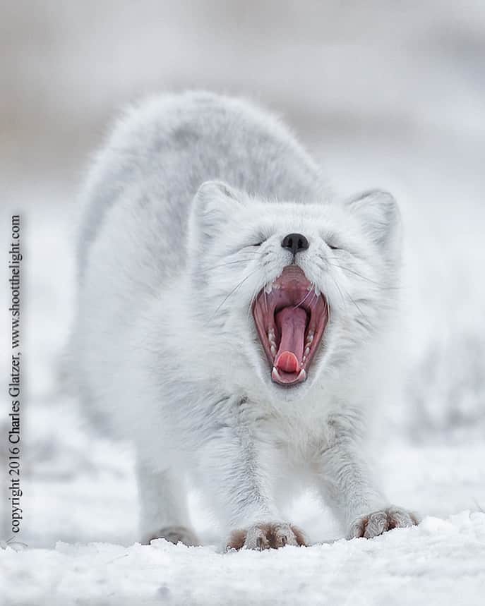 CANON USAさんのインスタグラム写真 - (CANON USAInstagram)「Follow along as wildlife & nature photographer and #CanonExplorerOfLight @charlesglatzer takes over our Instagram today!  "As the fox approached I quickly pulled my gear off the tripod, hoping it would be undisturbed by my presence laying flat on my belly in snow. To my delight the fox stopped, sat down, yawned, and looked right at me for quite a while before moving on. The ground level perspective is key to this image's success."  📸 #Canon EOS-1D X Mark II  Lens: EF 600mm f/4L IS II USM」2月16日 22時50分 - canonusa