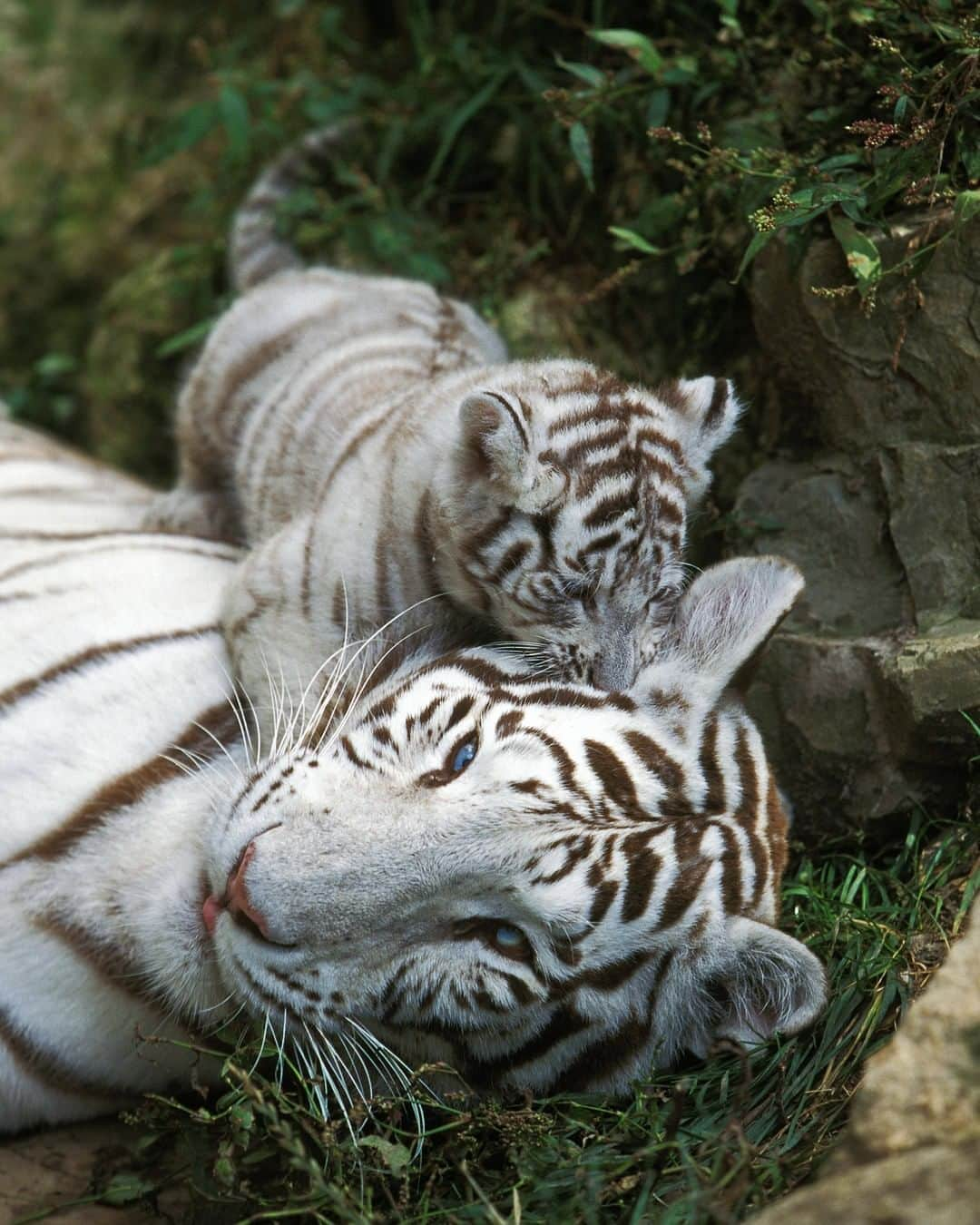 Discoveryさんのインスタグラム写真 - (DiscoveryInstagram)「Nothing compares to a mother’s love. 🐅  Credit: Slowmotiongli  #whitetiger #love #wildlife #nature #animals #potd #bigcatsofinstagram #mom」2月16日 23時00分 - discovery