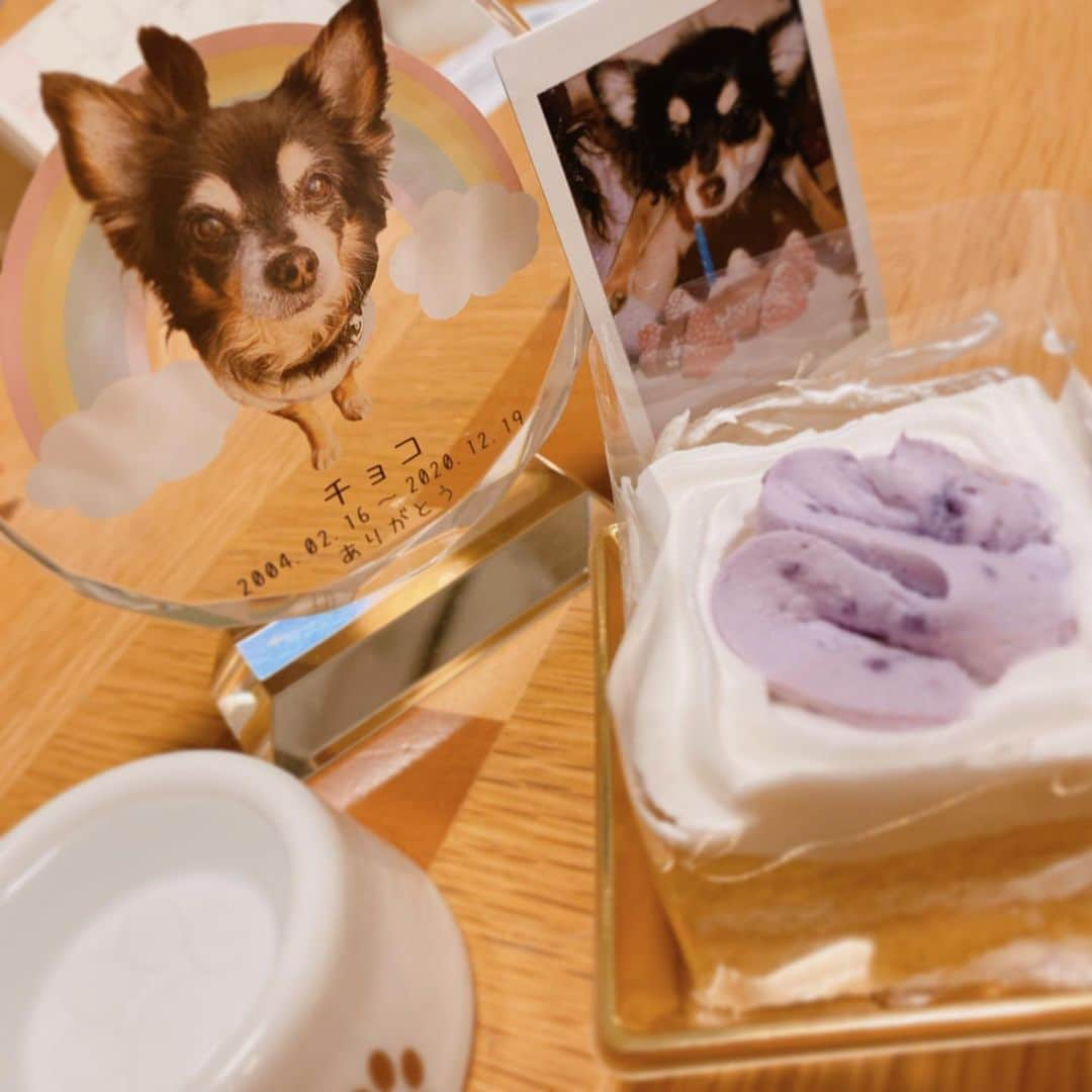 清原梨央さんのインスタグラム写真 - (清原梨央Instagram)「2/16.チョコさんのお誕生日🐾 おめでとう☺️今頃お空で幸せに過ごせてたらいいな💭 チェキは一歳のお誕生日のチョコさん！こりゃかわいい。 これからも清原家を見守っててね☺︎ ・ ぷーちゃんはケーキにがっついてました。。笑 ぷーちゃんもやっぱり寂しそうやけんいっぱい愛情注いであげなきゃな、近々お出かけ行こうね🚶‍♀️」2月16日 23時04分 - ___rioky001114