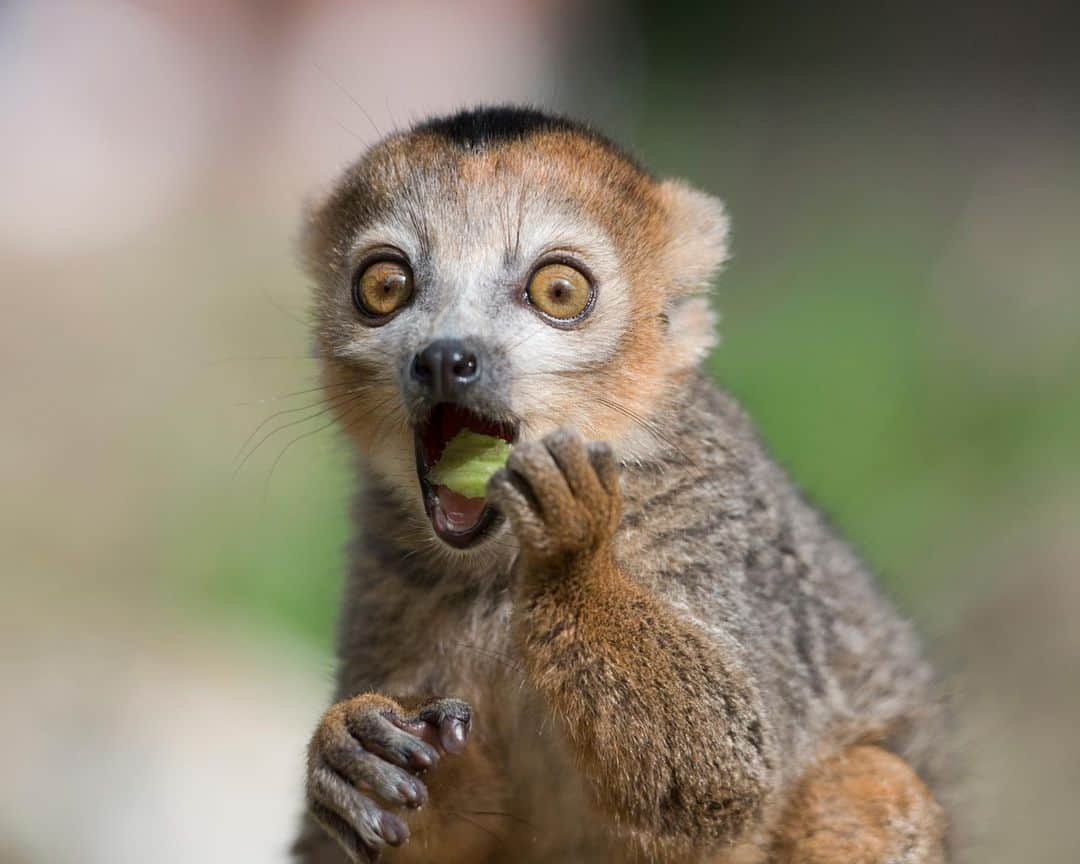 アニマルプラネットさんのインスタグラム写真 - (アニマルプラネットInstagram)「Open wide and say AGHHHHHHH!!! A lemur's diet can be quite expansive and diverse. According to @sandiegozoo, smaller lemur species primarily eat fruit and insects, while larger lemur species have a plant-based diet composed of fruit, leaves, flowers, nectar, shoots, bark, and sap.  . . . . . #toocutetuesday #toocute #lemur #eating #food #animal #pictureoftheday #photooftheday #animalplanet」2月16日 23時27分 - animalplanet