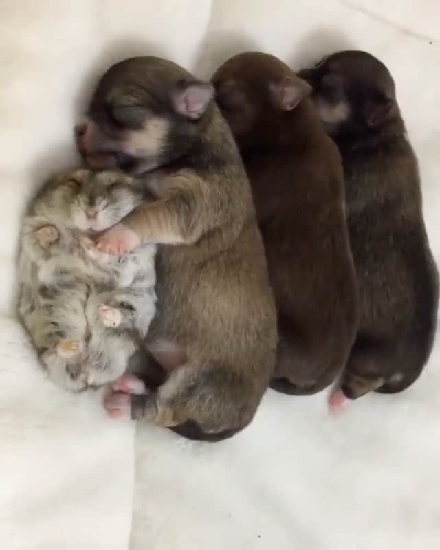 animalsのインスタグラム：「Nap time with the squad 😴❤️ Video by: @yutafamily」