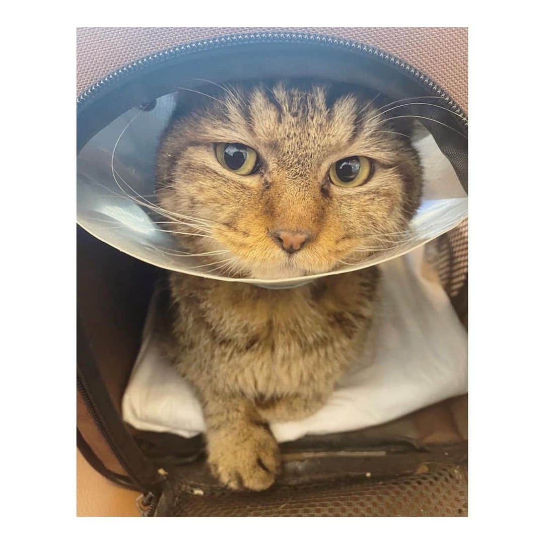 こむぎのインスタグラム：「* ししくんのこと！ ストーリーにも載せておりましたが、無事今日🌸退院🌸できました〜🙌ししくん頑張りました😭✨  皮膚が綺麗になり、抗生剤ももう不要とのこと🙏🏻 自宅で血行を良くする塗り薬を1日2回塗って様子見となりました🤗 洗浄ももう不要となっているため、次回は1週間後の受診で大丈夫とのことですー！😭✨ 背中を擦ったりしなければ、ケージに入れる必要もなく、個室フリーで様子見です🤗  預かりさん( @takanokenoneko.399 )宅に戻ったししくん、総合栄養食ちゅーるを自分で食べて、夜のAD缶シリンジ給仕も食べてくれました🙏🏻 夜の間にカリカリをたくさん食べてね〜😭✨ 足の方もやはり動いているからなのか、段々と動きが良くなってきています✨  1/25からの入院、その前の病院の入院日数を含めるとトータル28日間！ ししくん本当に頑張ったねぇ😭✨ 血行が悪く皮膚虚血症になり菌が溜まって膿瘍が破裂してしまったししくん。 一時は最悪のことも考えてくださいと言われ高度医療センターでの検査をすすめられたししくんでしたが、転移後の病院でしっかり処置、治療、検査をしてもらい回復出来ました😭✨  たくさん食べて、以前のオモチャ好きなししくんに戻ってね😭✨ たくさんの応援本当にありがとうございます🙇🏻✨ ししくん完治までお家で頑張ろう💪  チャリティー販売いたしましたザビエル首輪ですが、ご入金確認ができた分は本日全て発送完了しております🤗  引き続きししくんに応援パワーよろしくお願いします〜🙏🏻✨✨✨  #岐阜多頭崩壊レスキュー」