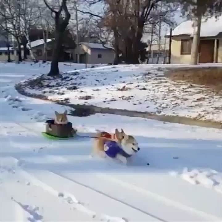 のインスタグラム：「Dogs + Snow = ❤️❤️❤️」