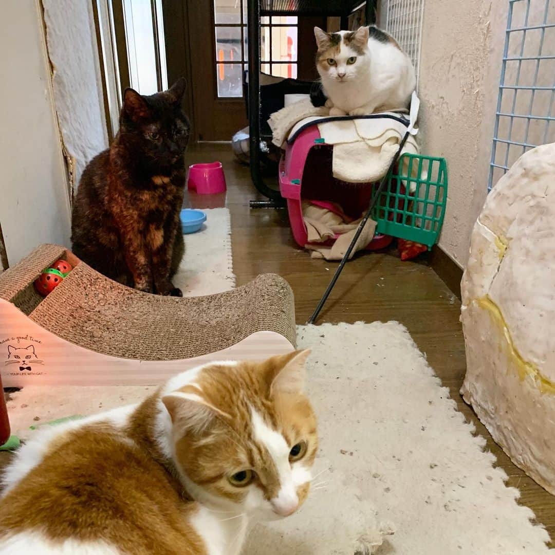 Kachimo Yoshimatsuさんのインスタグラム写真 - (Kachimo YoshimatsuInstagram)「廊下の女子会。 #うちの猫ら #hijiki #mkeko #oinari #猫 #ねこ #cat #ネコ #catstagram #ネコ部 http://kachimo.exblog.jp」2月17日 8時50分 - kachimo