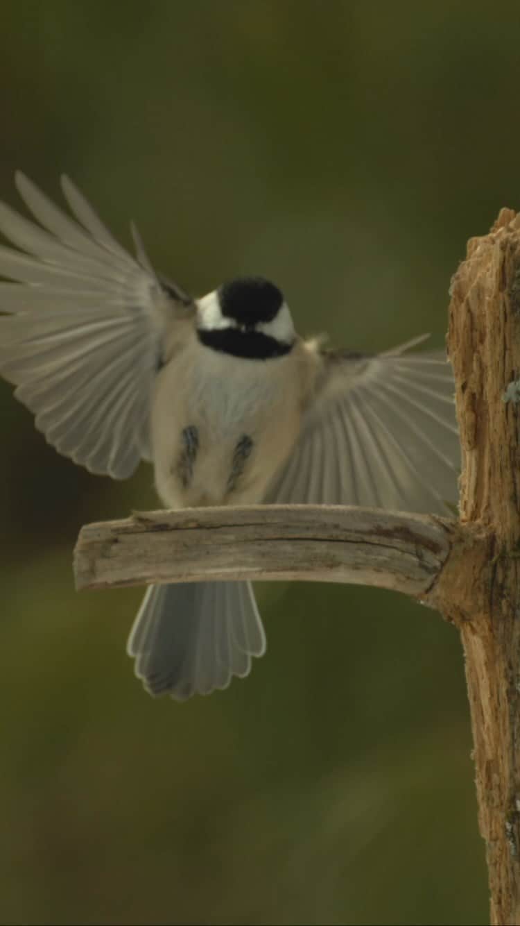 Tim Lamanのインスタグラム：「Video by @TimLaman.  How to make a tiny Black-capped Chickadee seem more epic?  Film it in ultra-slow motion!  The first version of this landing is slowed down by 2.5x, because in real time, this little bird is so quick you can’t make out what’s happening at all.  The second version is slowed down roughly 40x from the original shot at nearly 1000 frames per sec. I love the way ultra-slow motion reveals a whole new world of detail in birds that you just can’t see otherwise. - Shot on a Phantom Flex 4K camera that I was practicing with for use on my Woodpeckers shoot with @Coneflower_studios.  Pretty awesome tool! - #Chickadee #slow-motion #birds #birdphotography #TL_WildlifePhotoTips #nature」