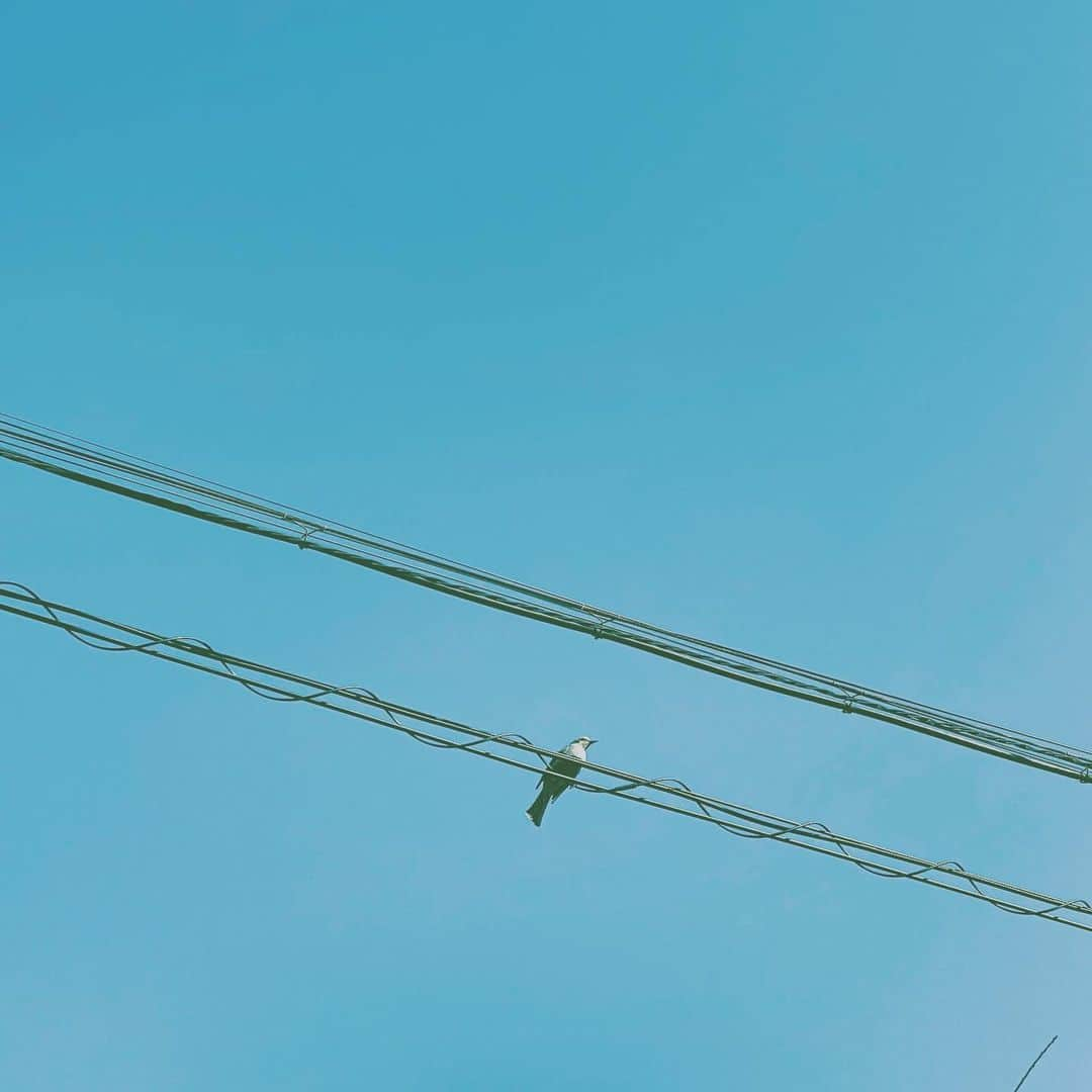 中野敬久さんのインスタグラム写真 - (中野敬久Instagram)「#bird #lines #rest #singing #ready #tofly #sky #blue」2月17日 9時06分 - hirohisanakano