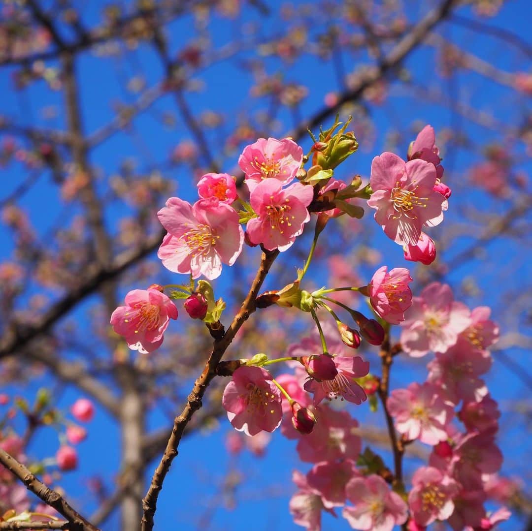 多胡安那のインスタグラム：「1か月前から毎週水曜日に様子を見に来ていた赤坂の河津桜。 先週は全くだったのに、ここ一週間で一気に開花しました。 きょうは冷たい風で寒そうですが、ビビッドピンクが春です。 #気象予報士 #河津桜 #景色は春だけど #きょうは冬の寒さ #春よ来い #皆さんに元気を #ピンクは女の子を幸せにする」