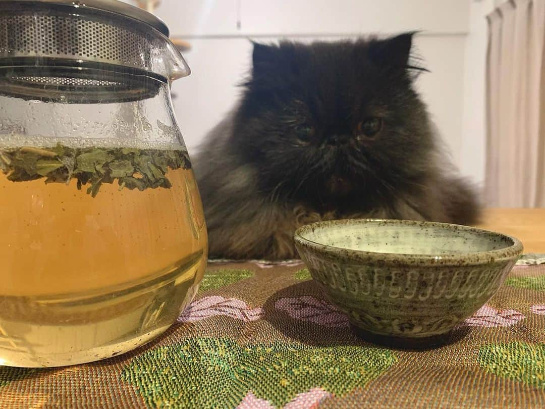 てふのインスタグラム：「猫との茶会、案の定台にされる #cochicat」