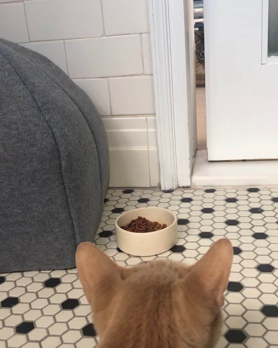 スーザン・サランドンのインスタグラム：「So with the arrival of the wee one, Ida has gone from 50s housewife to full blown top dog. Stalking her. Locked down in bathroom for protection.」