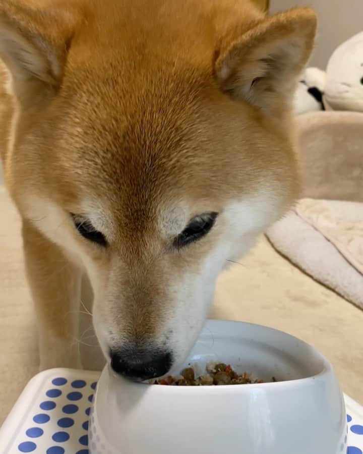 まる（まるたろう）のインスタグラム：「Good morning! I have a good appetite.✨🐶😋✨やった〜　朝ご飯嬉しいな〜 #柴犬まっしぐら #みんなしっかりご飯食べてるの❓ #美味しゅうございました」