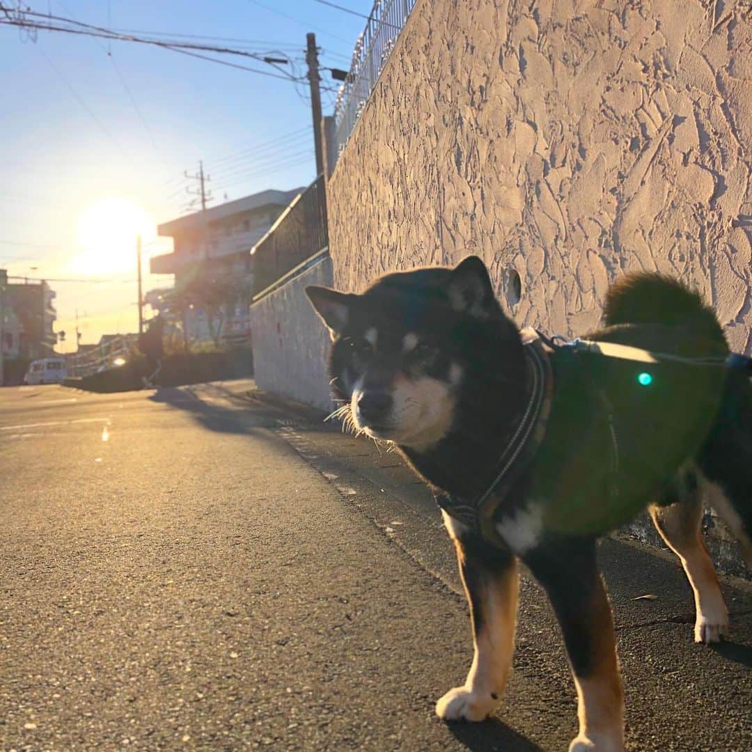 小川博永さんのインスタグラム写真 - (小川博永Instagram)「いい天気だ。  #今朝まる #ししまる #dog #dogs #柴犬 #黒柴」2月17日 9時23分 - ogawahironaga