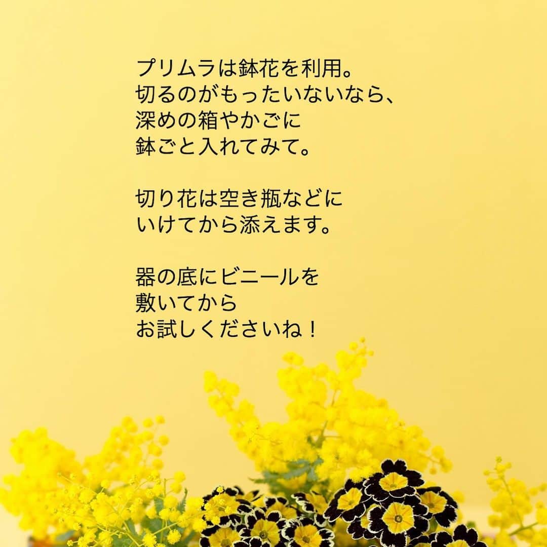 雑誌『花時間』さんのインスタグラム写真 - (雑誌『花時間』Instagram)「おはようございます。お花を育てているなら、もっと有効に活用しませんか？﻿ ﻿ 今日のお花便は﻿ 切り花と鉢花の﻿ 組み合わせの提案。﻿ ﻿ 黄色と黒の子は﻿ いまが旬のプリムラちゃん。﻿ ﻿ せっかくきれいに咲いている﻿ お花をチョッキン✂️するのは﻿ あまりにも…😭という方は、﻿ 3枚めのpicをご覧くださいな。﻿ ﻿ プリムラやミモザに限らず、﻿ いろんなお花で楽しめる方法です。﻿ ﻿ 春は黄色いお花の季節。﻿ ﻿ なぜ黄色い花が﻿ 多いのかというと、﻿ それは、﻿ 虫たちをおびき寄せるため。﻿ ﻿ 冬を越えて﻿ 活動し始めた虫たちの﻿ 目に留まりやすいのが 黄色い花。 虫たちに受粉の手助けを﻿ してもらうんです。﻿ ﻿ 春告の黄色い花﻿。 虫じゃないけど 惹かれますね（笑） ﻿ では、本日も元気smile😊😊😊で﻿ 頑張りましょう！ by ピーターパン﻿ ﻿ ﻿花 @country_harvest_ch  写真 @shigekikuribayashi   ﻿ #flowers #flowerslovers #flowerstagram #flowerarrangement  #花時間 #花時間2021  #花好き #花藝 #花好きな人と繋がりたい #花が好きな人と繋がりたい #花のある生活 #お花のある暮らし #花を飾る #花を飾る生活  #ミモザ #プリムラ  #プリムラジュリアン #黄色い花  #春よ来い #mimosa  #ビタミンf #花屋さんへ行こう  ﻿ ﻿」2月17日 9時23分 - hanajikan_magazine