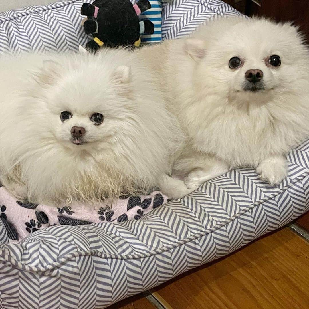 JEWELさんのインスタグラム写真 - (JEWELInstagram)「Sometimes I allow pancake in my personal space 😍🥰😘🐶 #dogsofinstagram #pomeraniansofinstagram #pomeranianpage #puppiesofinstagram #weeklyfluff #fluffy #dogoftheday #petstagram #petsofinstagram」2月17日 9時34分 - jewel0131