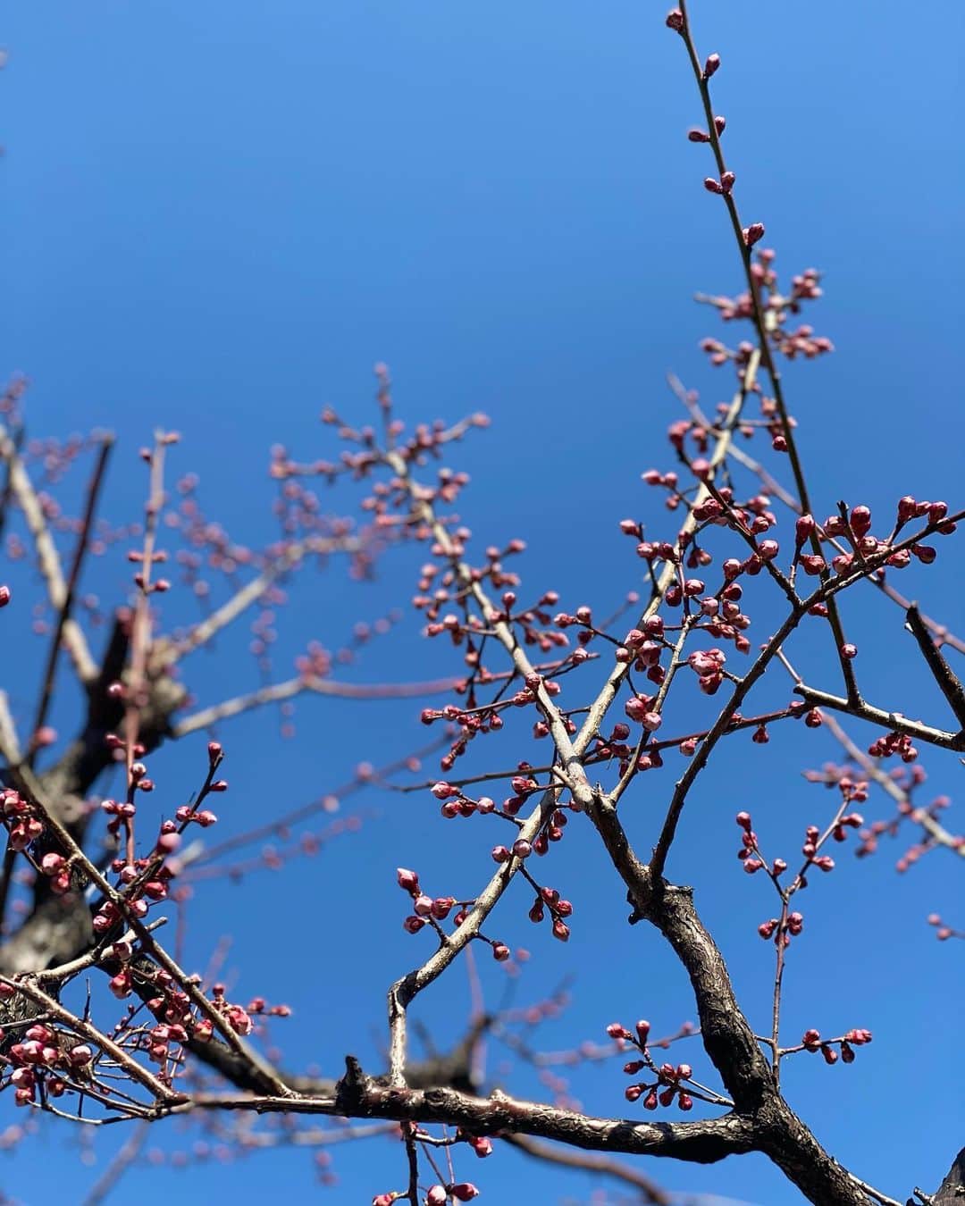 八木早希さんのインスタグラム写真 - (八木早希Instagram)「今日はいかにも冬ですが、 春はすぐそこまで来ています🕊 Spring is just around the corner!  #蕾」2月17日 9時34分 - sakiyagi