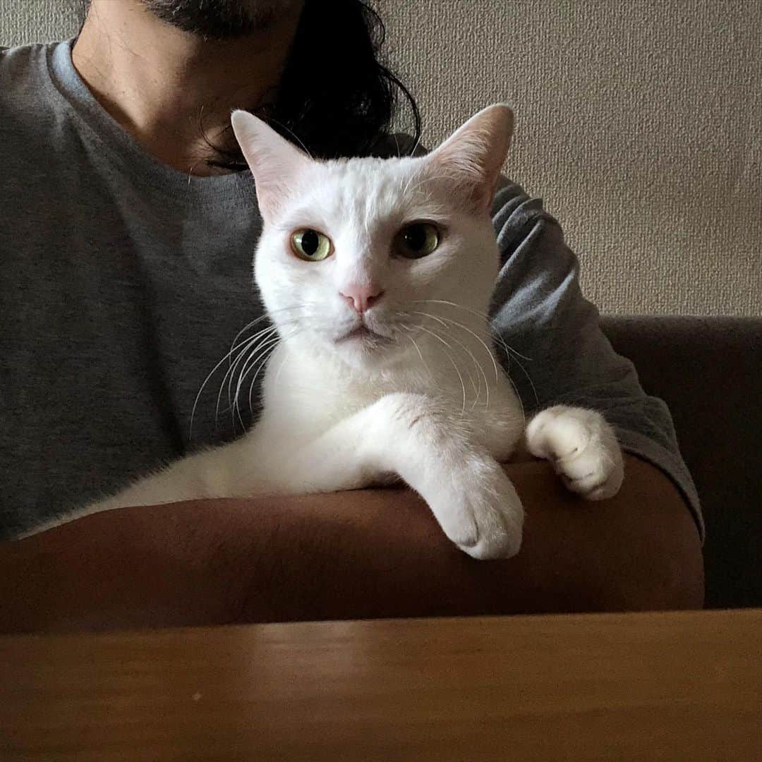 のインスタグラム：「リンネル特別編集 にゃんネル+ に、#八おこめ が登場してます。 タイミング合えば是非。 #ねこ #にゃんネル #リンネル #俳優 #猫好き#宝島 #mook本  #工藤阿須加 #稲葉友 #神尾楓珠 #リンネル特別編集にゃんネルプラス #にゃんネル #にゃんネルプラス #リンネル #リンネル特別編集」