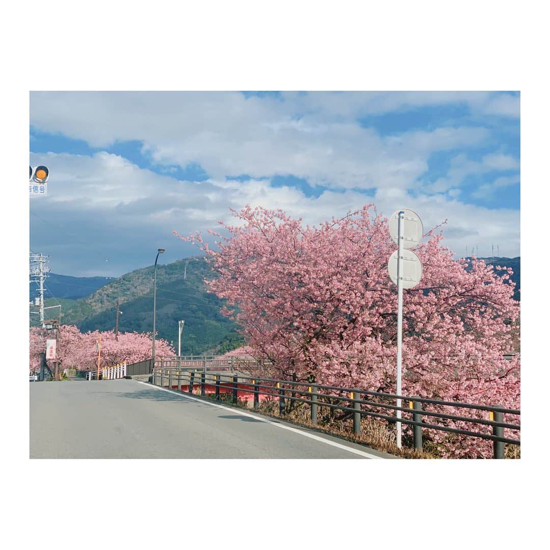 高松雪乃のインスタグラム：「河津では、河津桜がいたるところで咲いています🌸きれーい😊」