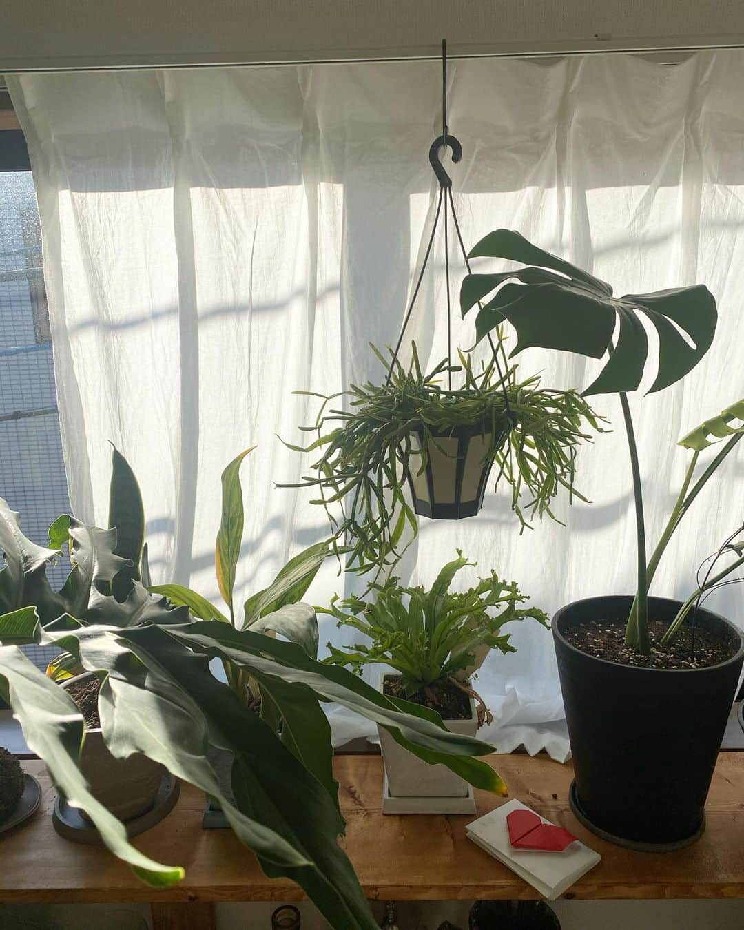 国枝洋子のインスタグラム：「最近暖かくなってきて 家の植物もどんどん新芽が出始めてる🌱 もうすぐ春かぁ。  毎朝新芽の成長に癒されてます。」