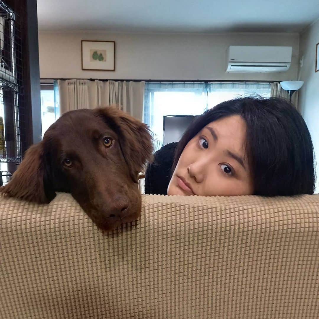 璃央じゅんのインスタグラム：「朝のひととき☺️ . . . 先日、動物病院行きましたら、 レオくんなんと26キロ😳 フラットの男の子の平均まであと 5〜10キロ近くあるの信じられない どのくらいの大きさになるのかな 今からすごく楽しみです🌸 . . . #フラットコーテッドレトリバー  #フラレバ #おおがたけんのいる生活  #大型犬のいる生活」