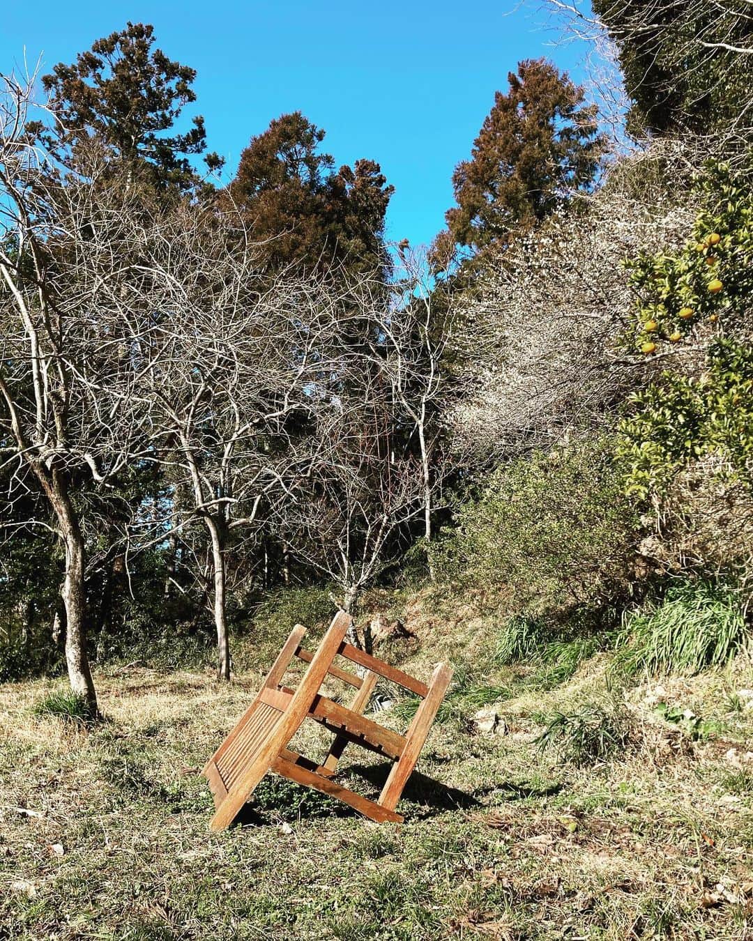 のインスタグラム：「これをやったのは大風？猪？今年は梅の花が沢山咲いた。一年毎に豊作と不作を繰り返すと聞くが、その通りに。梅の実に期待。手前の夏蜜柑は美味しくないので酵母ジュースにする。」
