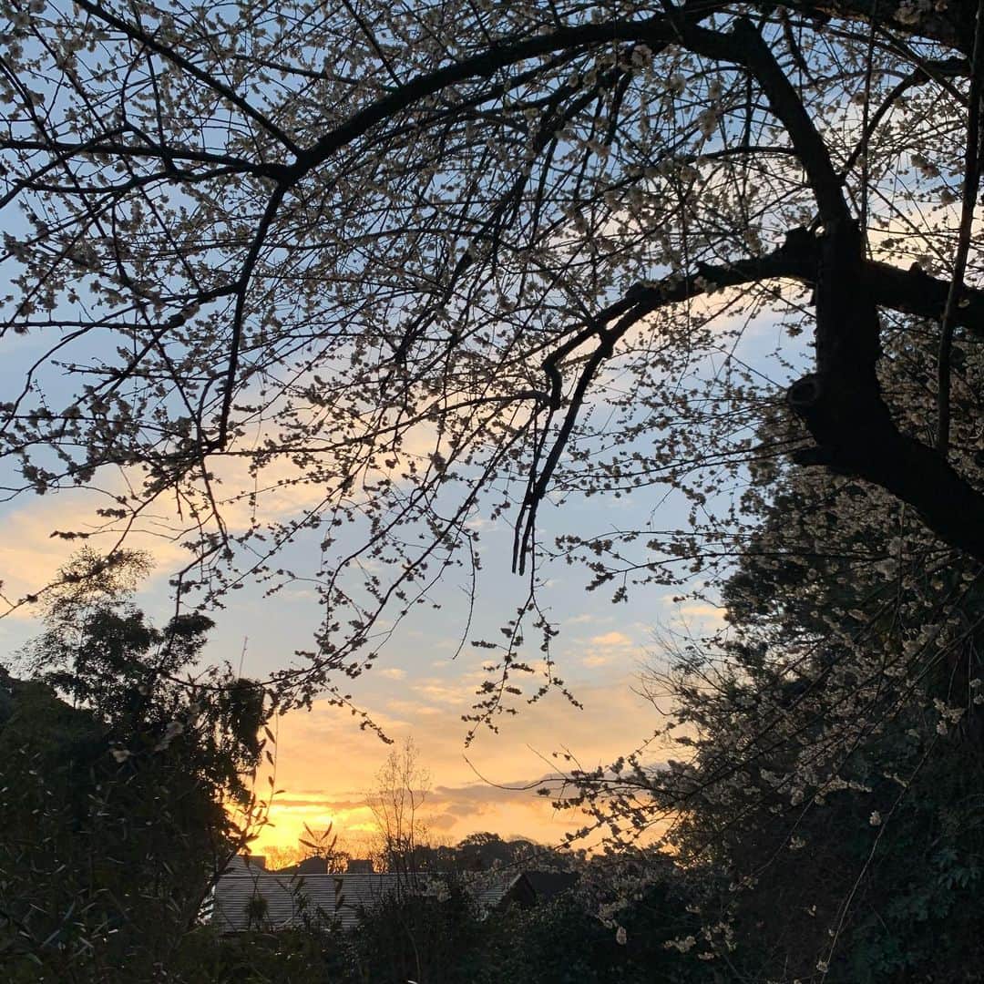 クリス智子さんのインスタグラム写真 - (クリス智子Instagram)「ここのところ、朝の白梅の輝き、包まれる美しさに、うっとりしています。  おはようございまーす。  今日は、久しぶりにスウェットにしよう。着るものが、確実に春になってきたなぁ。まだ2月中旬だけれど、 この時期が一番、春に気持ちが急ぐかも。  しかし、まだ油断はできぬっ。 上着はあたたか系で😎  水曜日のはじまり。」2月17日 9時54分 - chris_tomoko