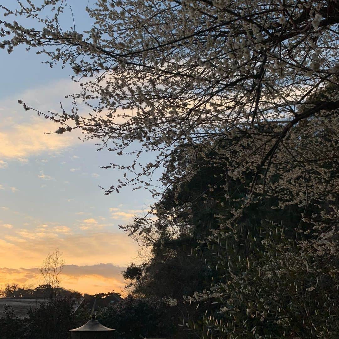 クリス智子さんのインスタグラム写真 - (クリス智子Instagram)「ここのところ、朝の白梅の輝き、包まれる美しさに、うっとりしています。  おはようございまーす。  今日は、久しぶりにスウェットにしよう。着るものが、確実に春になってきたなぁ。まだ2月中旬だけれど、 この時期が一番、春に気持ちが急ぐかも。  しかし、まだ油断はできぬっ。 上着はあたたか系で😎  水曜日のはじまり。」2月17日 9時54分 - chris_tomoko