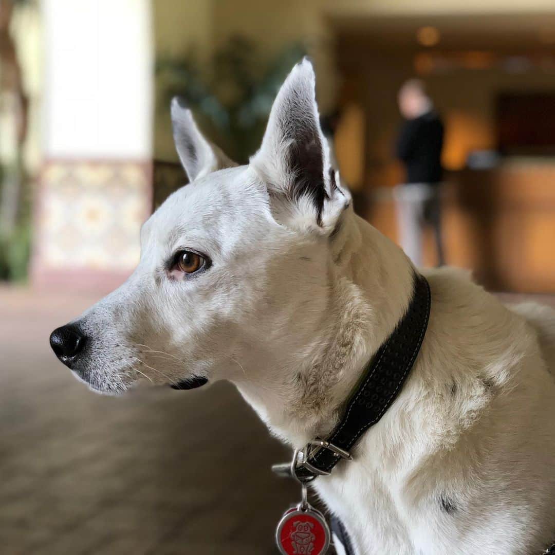 ジョン・ウエルタスのインスタグラム：「Living with a #dog who thinks he’s a #model ... when he finds his light, he freezes and I’m like, damn Bruno I’m just trying order a latte, #dawg ! #shotoniphone」