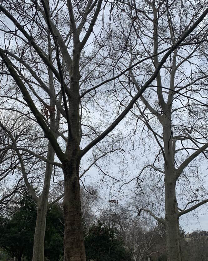 シャンタルトーマスのインスタグラム：「Ciel gris à Paris pas encore de feuilles ... vivement le printemps」