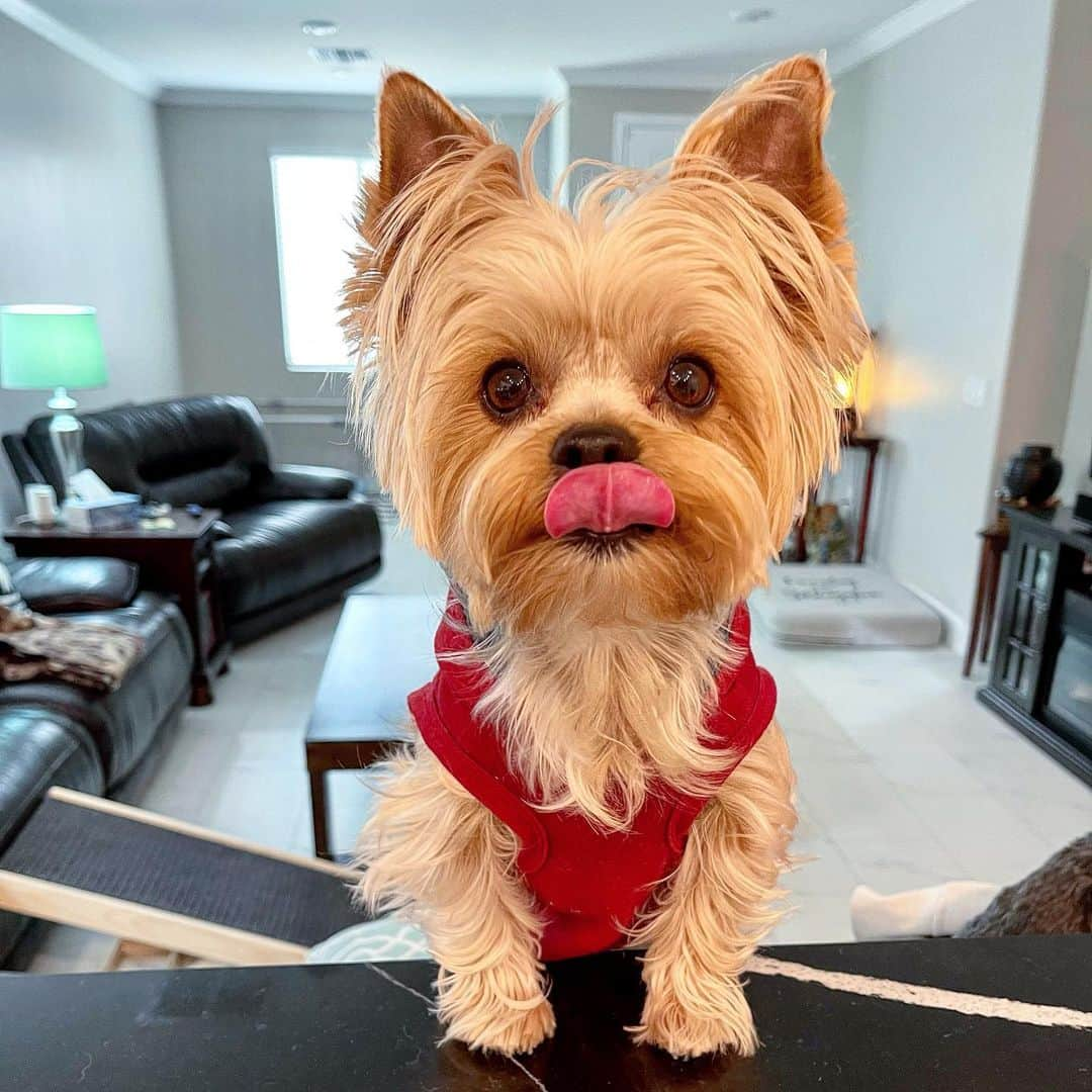 さんのインスタグラム写真 - (Instagram)「Allie 💭 I got this! 😝 Happy #TOT everyone! 😛♥️🥰👅#TongueOutTuesday👅 #IGotThis #ILoveThisGirl #MyBabyGirl💕」2月17日 1時30分 - happyyorkiefamily