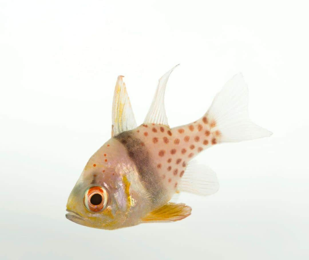 Joel Sartoreさんのインスタグラム写真 - (Joel SartoreInstagram)「The bold coloration of the pajama cardinalfish may stand out against this white background, but in the wild, their striking appearance allows them to blend perfectly amongst the colorful reefs in the tropical waters they call home. Peaceful and patient in nature, males of this species will actually incubate eggs in their mouths until they hatch, keeping them safe from potential predators. Photo taken @theomahazoo. #fish #cardinalfish #pajama #spotted #polkadot #PhotoArk #savetogether」2月17日 1時26分 - joelsartore