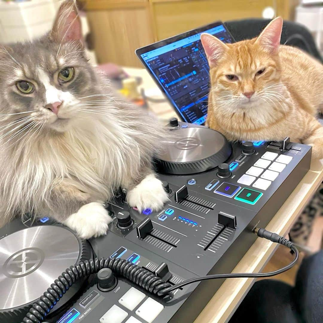 相沢あいさんのインスタグラム写真 - (相沢あいInstagram)「最近 #clubhouse でDJ配信しているのですが、猫に邪魔されたら終了ルールがスリリングで区切りも良いです。 _  #ぷーぷー #ねこ #猫 #メインクーン #cat #catstagram #catsagram #catsofinstagram #cats_of_world #catlover #catlovers #catholic #cat_of_instagram #catlife #mainecoon #mainecoonlife #mainecoonlover #fluffy #bigcat #ねこ部 #ふわもこ部 #メインクーン部  #にゃんすたぐらむ #ねこすた #ねこすたぐらむ  #ねこと暮らす #ぺーぽん #djcat #dj」2月17日 1時27分 - aizawaai