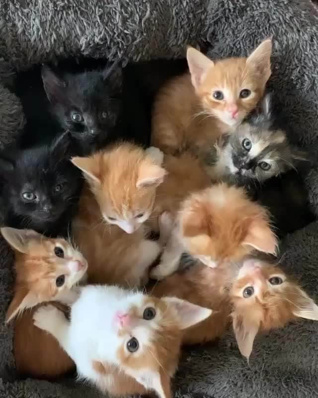 Cats of Instagramのインスタグラム：「From @kitty_fostering_oz: “The more in the bed the merrier right?” #catsofinstagram」