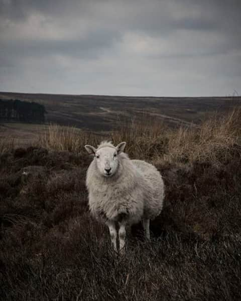 ル・モンサンミッシェルさんのインスタグラム写真 - (ル・モンサンミッシェルInstagram)「On attend le printemps de pied ferme ! 🐑 _____  We’re waiting for spring to arrive!  #lemontstmichel  #lifestyle #cottagecore #cottagecoreaesthetic #naturecore #slowlife #bretagne」2月17日 2時00分 - lemontstmichel